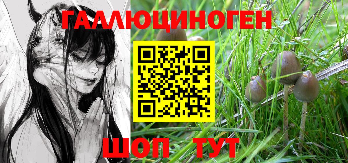 Волжский  Псилоцибиновые грибы Psilocybine cubensis  Вход с VPN 